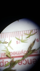 Amphicarpum amphicarpon