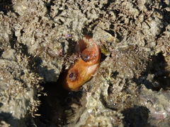 Cnemidocarpa bicornuta