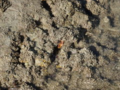 Cnemidocarpa bicornuta