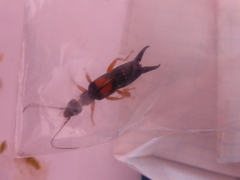 Carcinophora americana