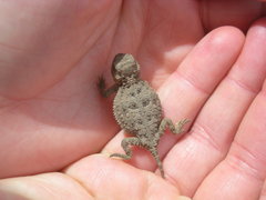 Phrynosoma douglasii