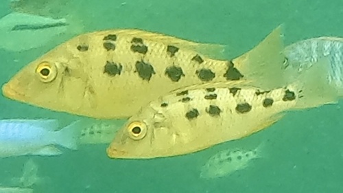 Fossorochromis rostratus