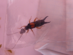 Carcinophora americana