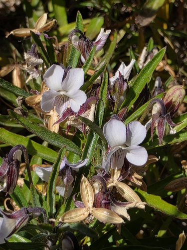 Image of Viola arborescens by (c) Jacek Pietruszewski, some rights reserved (CC BY)