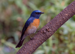 Cyornis rubeculoides