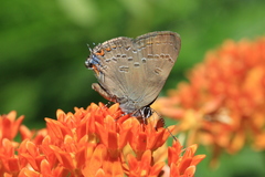 Satyrium edwardsii