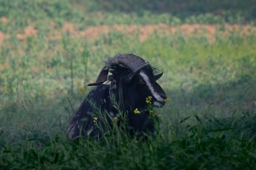 Domestic Goat