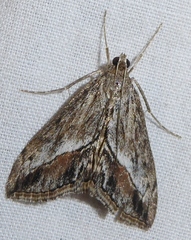 Evergestis subterminalis