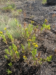 Columbiadoria hallii