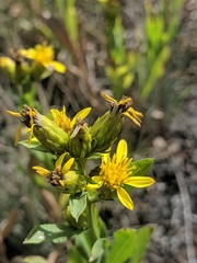 Columbiadoria hallii