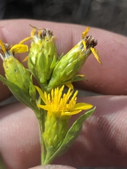 Columbiadoria hallii