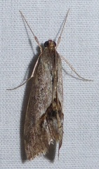 Evergestis subterminalis