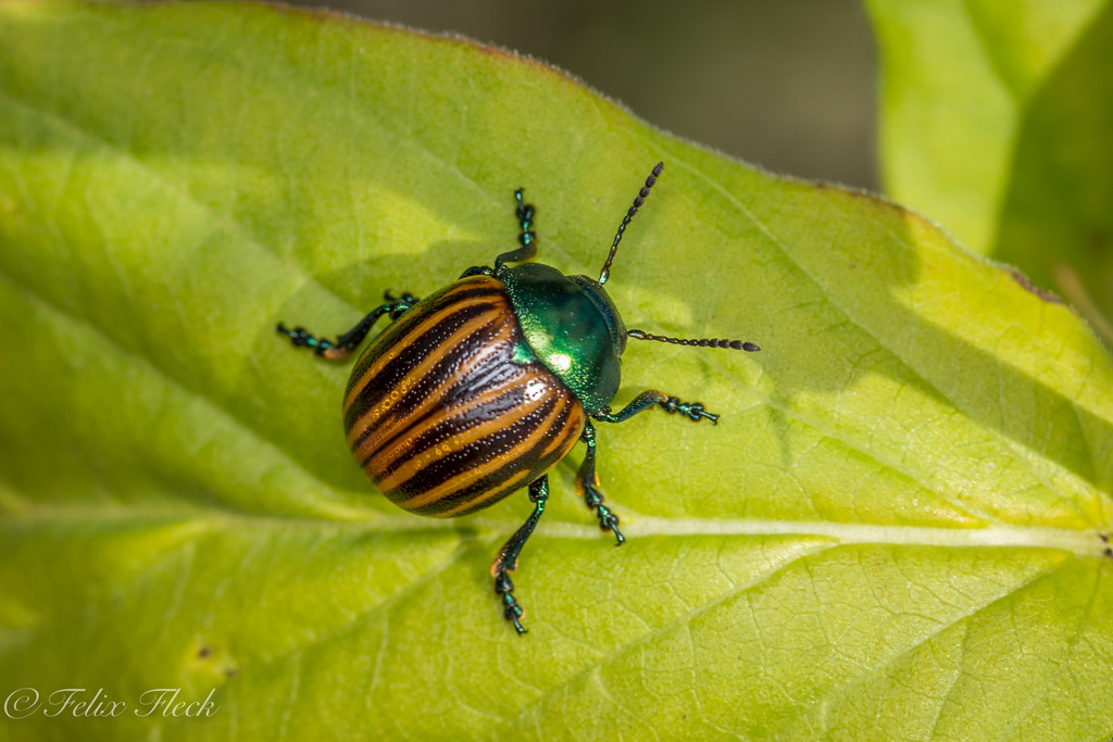 Leptinotarsa novemlineata