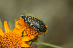 Acmaeodera flavopicta