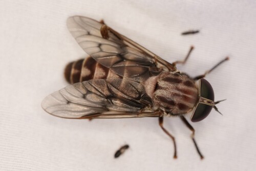 Tabanus sulcifrons photo 5