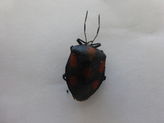 Brachystethus rubromaculatus