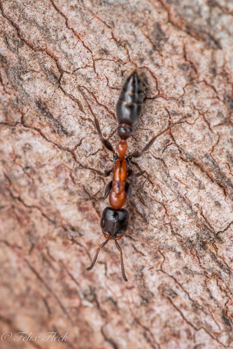 钱氏伪切叶蚁Pseudomyrmex championi