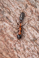Pseudomyrmex championi
