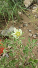 Chamaesaracha sordida