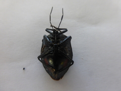 Brachystethus rubromaculatus