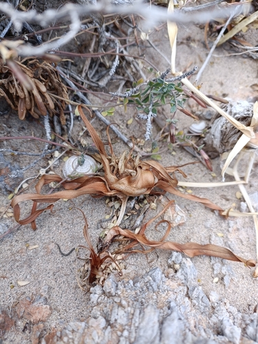 Image of Colchicum rechingeri by no rights reserved