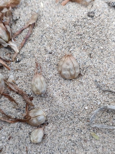 Image of Colchicum rechingeri by no rights reserved
