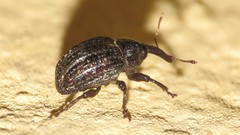 Rhyssomatus