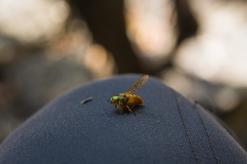 Golden Deer Fly photo 2