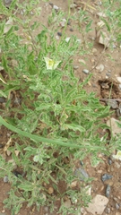 Chamaesaracha sordida