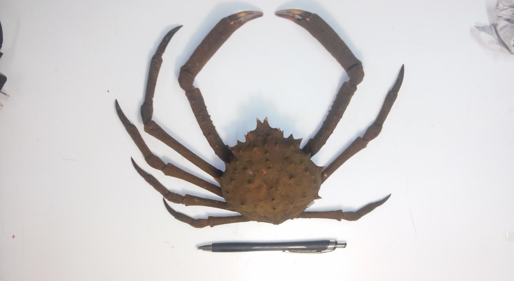 Velvet Spider Crab
