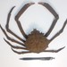 Velvet Spider Crab - Photo (c) josebraham_25, some rights reserved (CC BY-NC)
