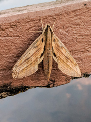 Xylophanes anubus