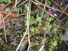 Peltigeraceae