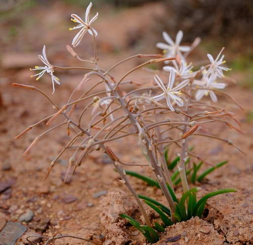 Trachyandra karrooica