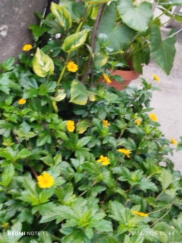 Trailing Daisy