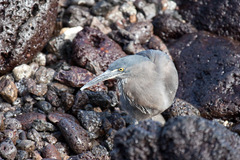 Butorides striata sundevalli