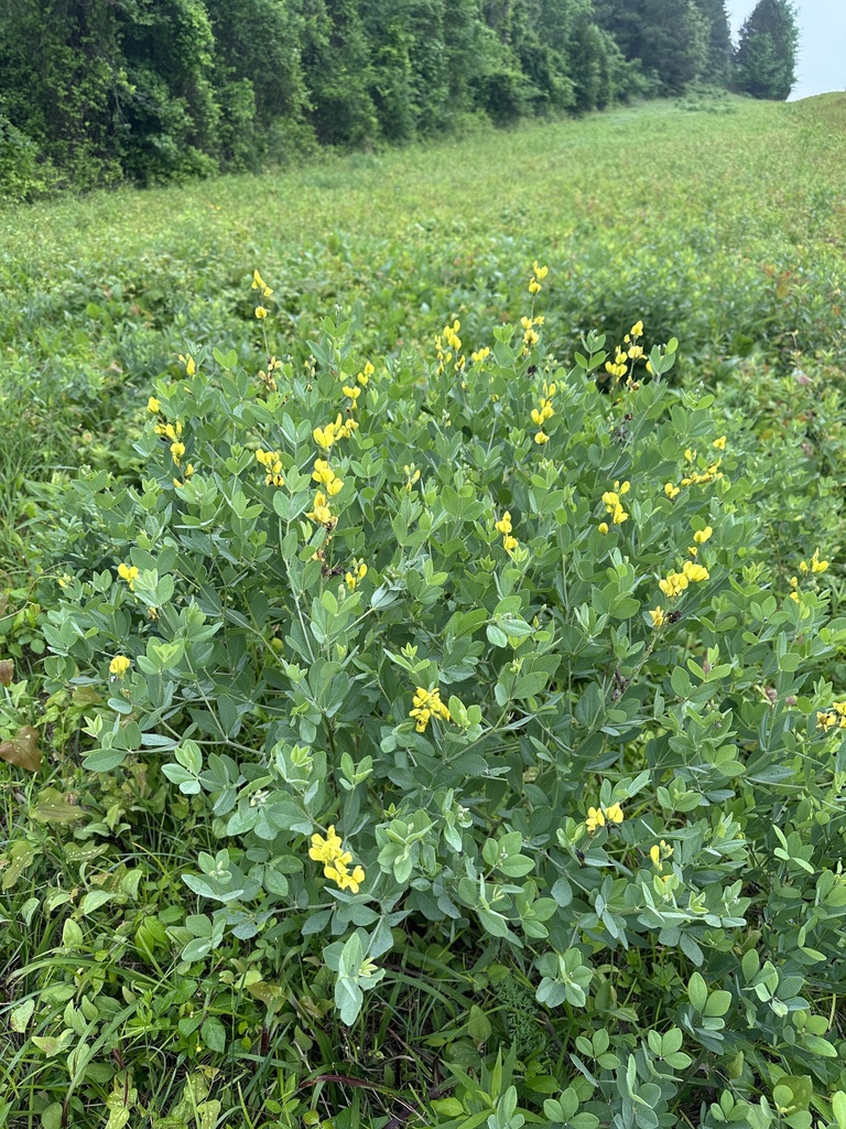 Baptisia nuttalliana × sphaerocarpa