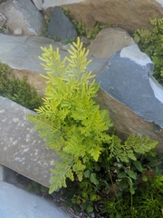 Cryptogramma cascadensis