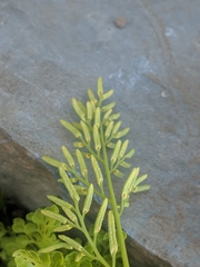 Cryptogramma cascadensis