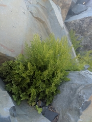 Cryptogramma cascadensis