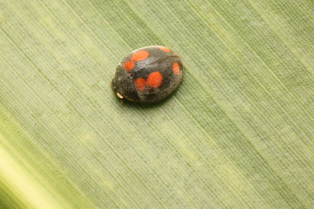 Platynaspis sexguttata