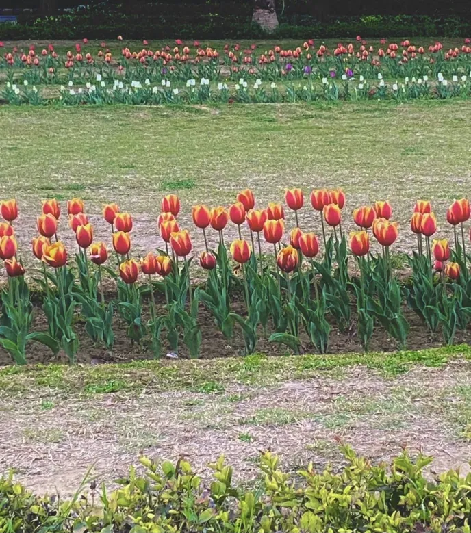 Imagem de Tulipa