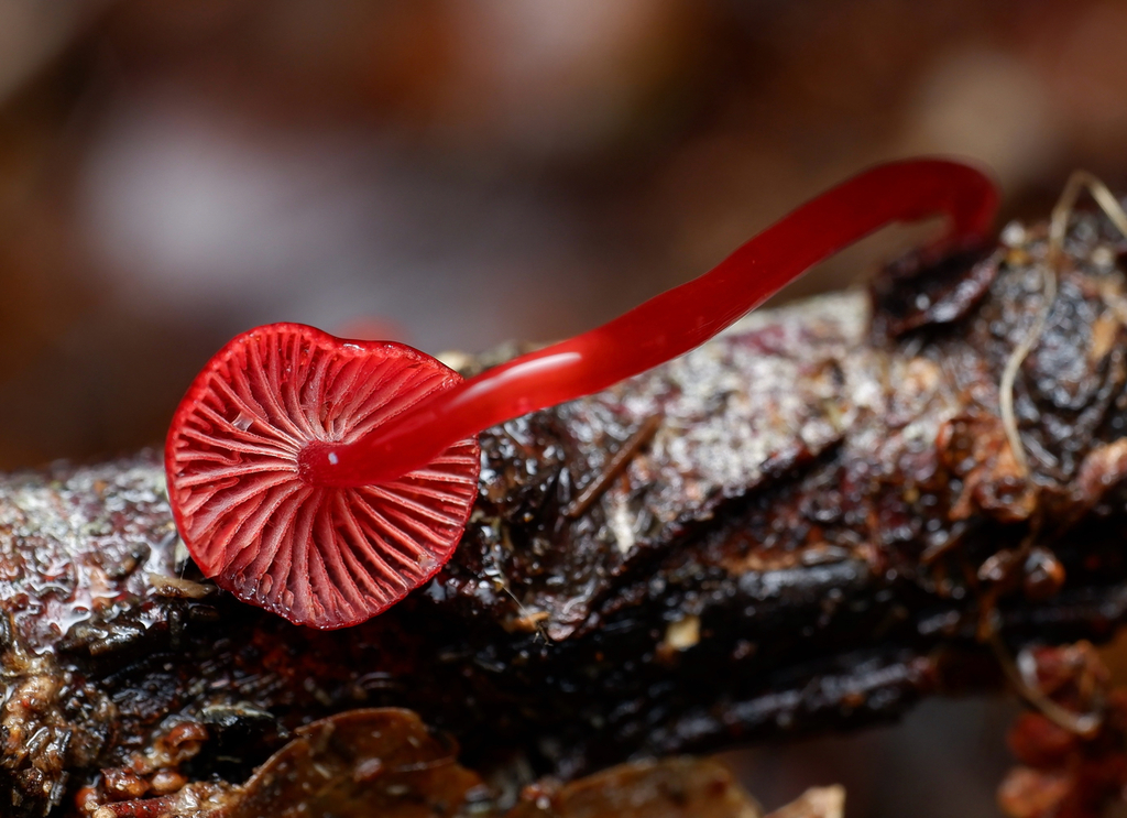 Cruentomycena viscidocruenta · April 2025 · photo: © celadonfern (iNaturalist, cc-by)