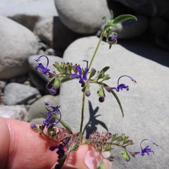 Trichostema laxum