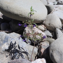 Trichostema laxum