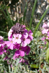 author not stated, no rights reserved Erysimum linifolium, photograph author not stated, no rights reserved
