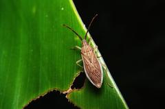 Homoeocerus indus
