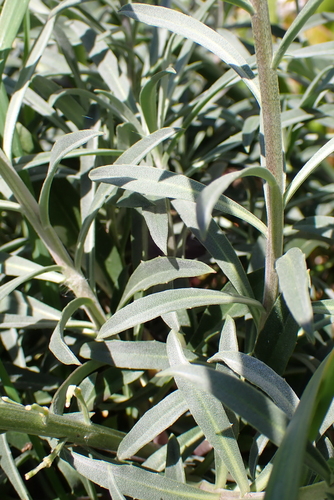 Image of Alpine Wallflower (Erysimum linifolium) by no rights reserved