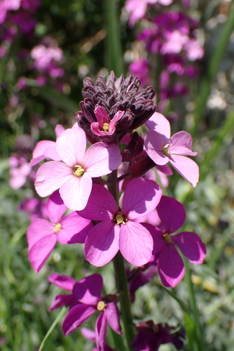 Erysimum linifolium, photograph 6