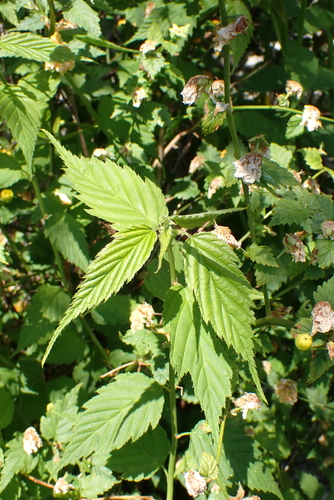 Image of Kerria japonica by no rights reserved